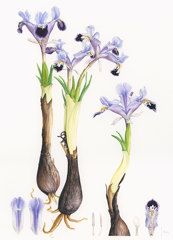 Iris stenophylla subsp margaretiae